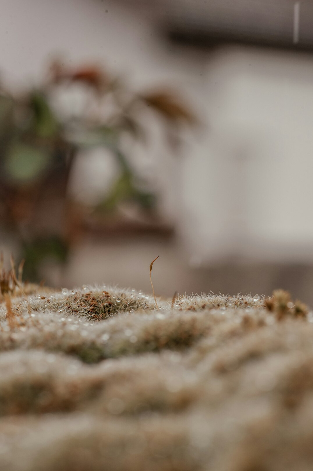 professional carpet cleaning